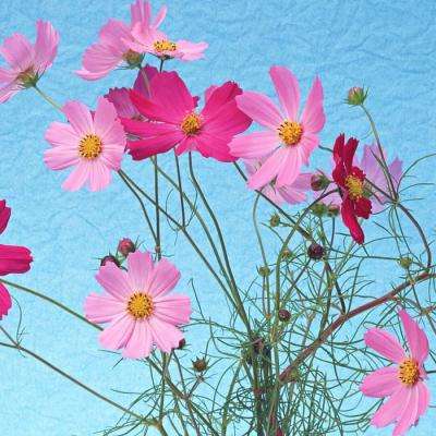 bob手机网页版登录入口